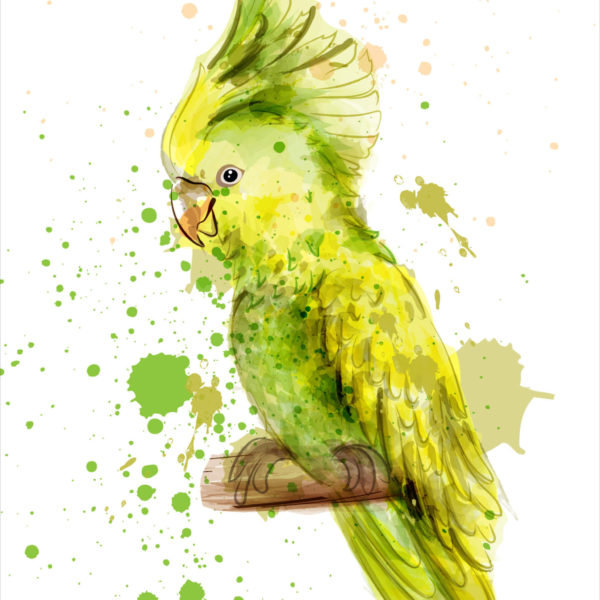 cockatoos